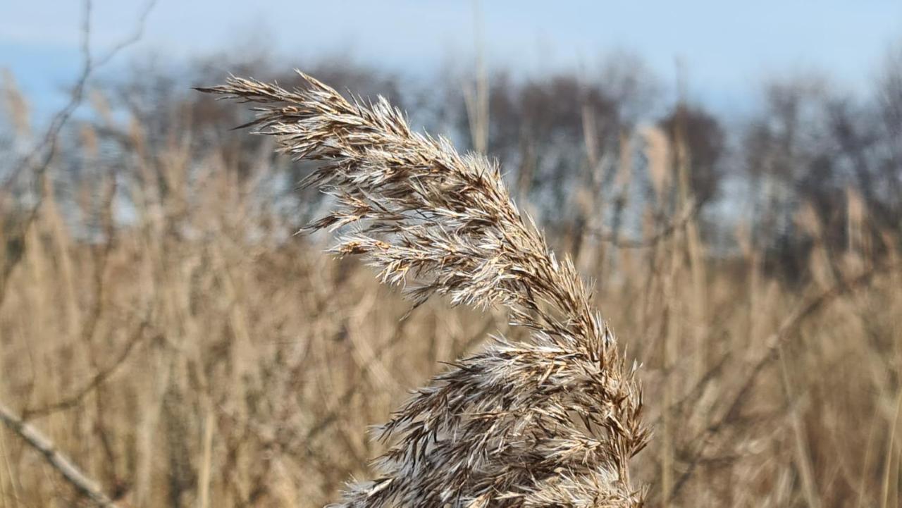 Seevilla Wietjes Whg 7 Baltrum Zewnętrze zdjęcie
